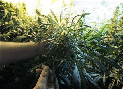 ΙΑΡΖΥΟΤΑΚΑ (ΗΑΚΚΑΒΕ) (pot-πμη, grass-γθναξ, weed-πυνημ, dope, reefer, joint, spliff, ya(r)ndi, rope, mull, cone, skunk, bhang, ganja- θμφκηα, hash-παζίξ, chronic) Πμ κανθςηηθυ επεκενγεί