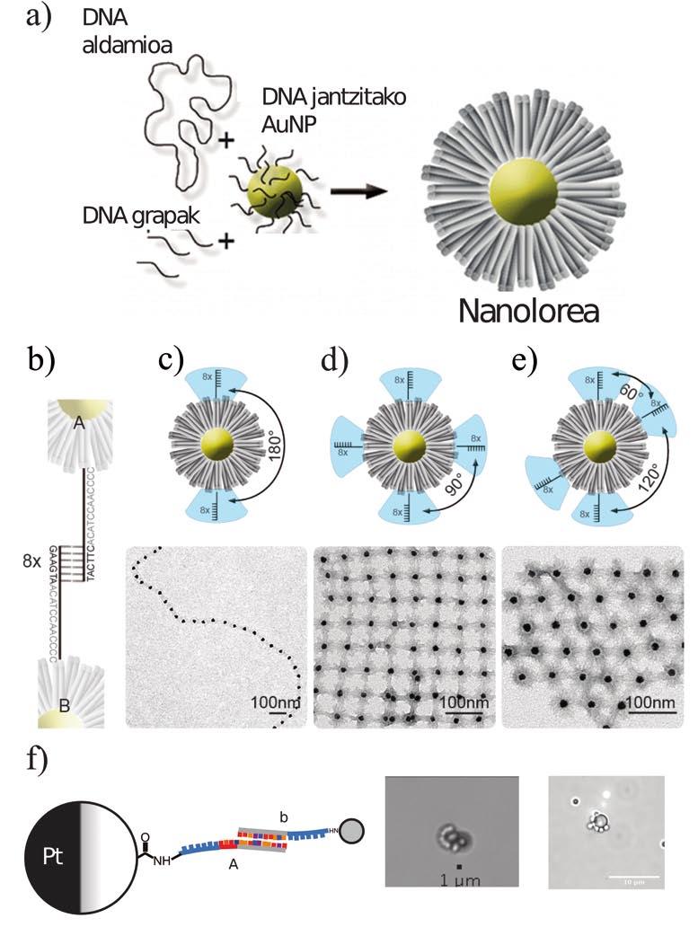 DNAren nanoteknologia eta materia aktiboaren auto-antolakuntza 2. irudia. a) Nanolore baten osagaiak eta eraikuntza-prozesua. DNA aldamioak eta grapek, erdialdean hutsunea duen Origamia sortzen dute.