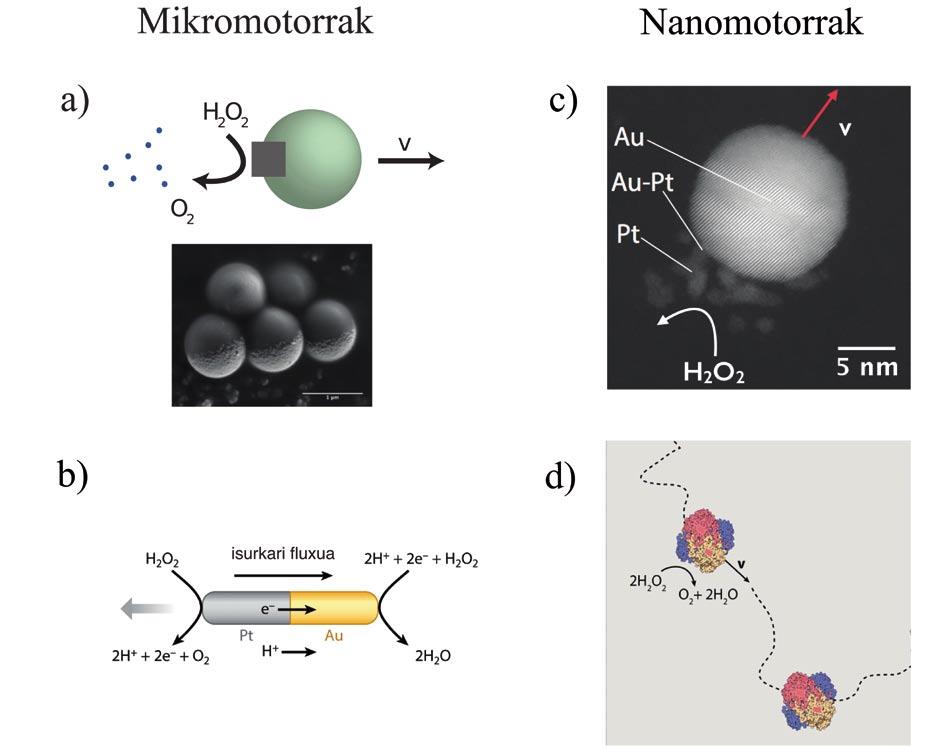 DNAren nanoteknologia eta materia aktiboaren auto-antolakuntza koe fi zien tea neurtzen da esperimentu guztietan 2. Difusio-koefizientearen aldaketak ematen digu nano-motorren aktibitatearen berri.