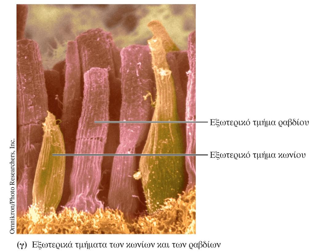 Οι φωτοϋποδοχείς του ματιού Εικόνα των εξωτερικών τμημάτων των κωνίων και των ραβδίων από ηλεκτρονικό