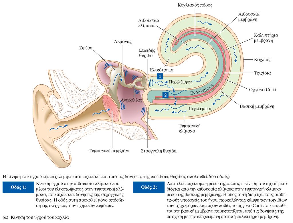 Εικόνα 6-35 Η μετάδοση των ηχητικών κυμάτων στο έσω ους (α) Το υγρό του κοχλία τίθεται σε κίνηση από τις δονήσεις της ωοειδούς θυρίδας και ακολουθεί δύο οδούς, μία που