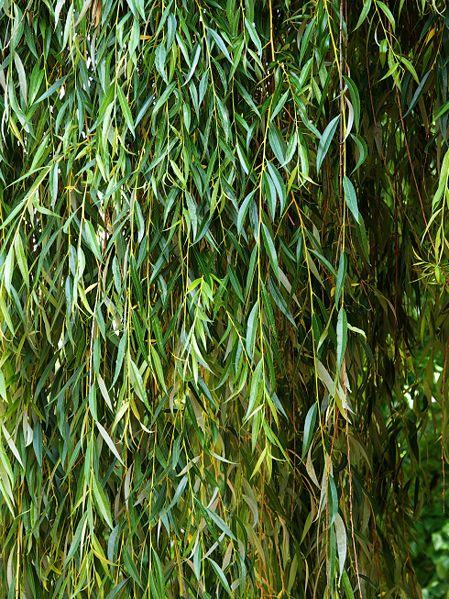 ΙΤΙΑ (Salix alba L.) Πηγή: www.vasilakos.gr Λογχώδη. Σε νεαρή ηλικία έχουν και στις 2 πλευρές μεταξώδες τρίχωμα, ενώ σε μεγαλύτερη μόνο στην κάτω Το ύψος κυμαίνεται από 6-25 μ. Έχει διάμετρο έως 1 μ.