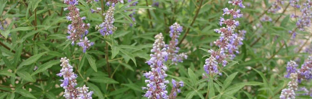 ΛΥΓΑΡΙΑ (Vitex agnus castus L.) Πηγή: www.commons.wikimedia.