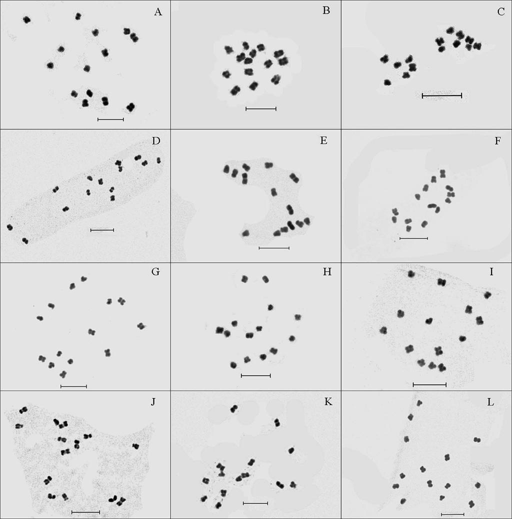 2009 Karyotype Analysis in Wild Diploid, Tetraploid and Hexaploid Strawberries 357 Fig. 1.