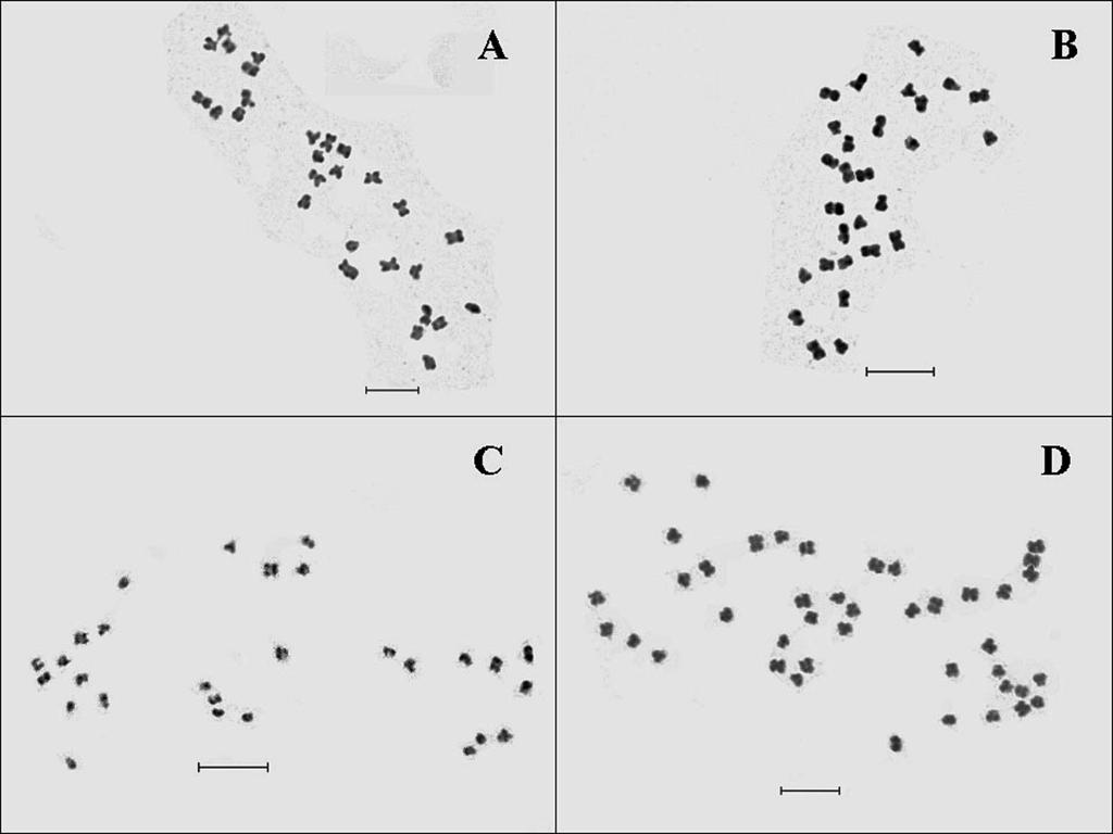 358 P. Nathewet et al. Cytologia 74(3) Fig. 2. Mitotic metaphase chromosomes in root tip cells of tetraploid strawberry F. corymbosa PI 602942, 2n 28 (A), F. orientalis PI 551864, 2n 28 (B), F.