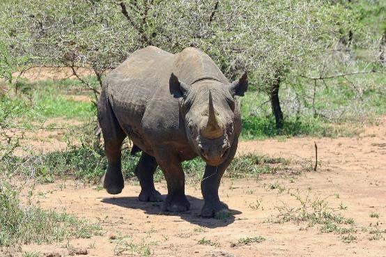 Η Διεθνής Ένωση για τη Διατήρηση της Φύσης επισημαίνει ότι από εξαφάνιση κινδυνεύουν κι άλλα είδη ρινόκερου, με τον λευκό ρινόκερο της Αφρικής να βρίσκεται στα πρόθυρα εξαφάνισης και τον ρινόκερο της