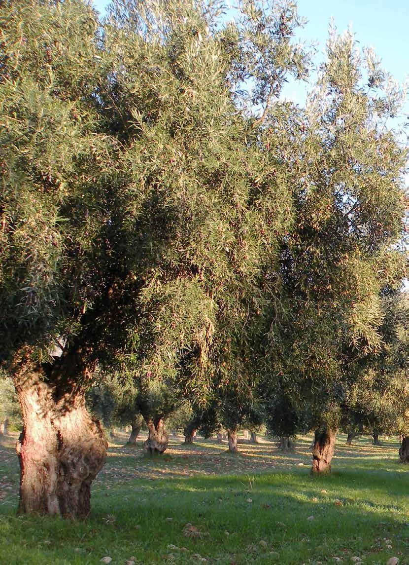 www.campagnola.