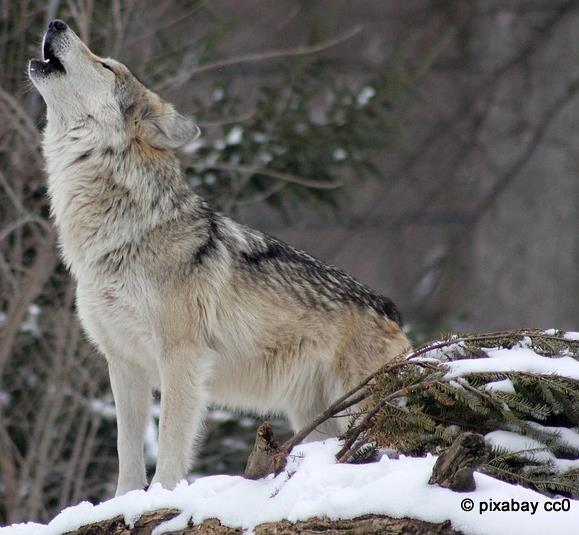 Ένας λύκος μπορεί να ακούσει το ουρλιαχτό ενός άλλου λύκου από
