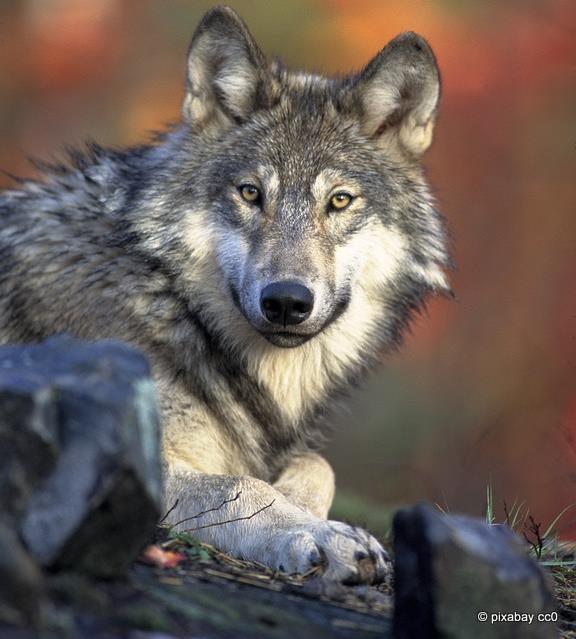 Ο Λύκος (Canis lupus) ανήκει στην οικογένεια των Κυνοειδών