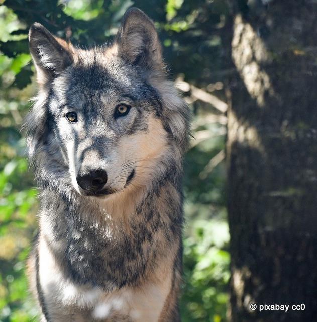 Στην Ευρώπη, λύκους συναντά κανείς σε μικρούς πληθυσμούς στην: