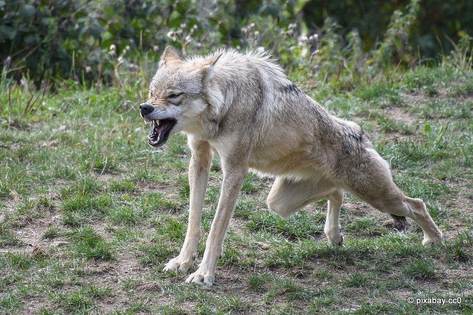 Στην Ελλάδα σήμερα υπολογίζεται ότι ζουν 700 λύκοι σε όλο