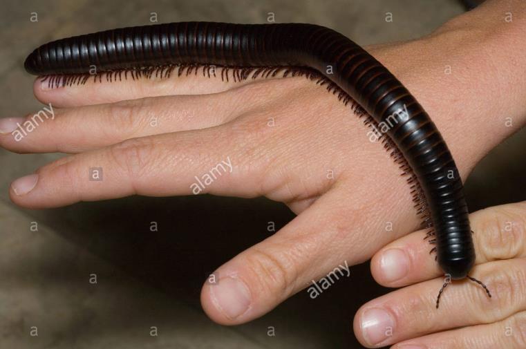 (MILLIPEDES)