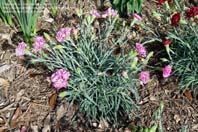 Γαρίφαλο (Dianthus caryophyllus) Φυτό μέτριου ύψους με