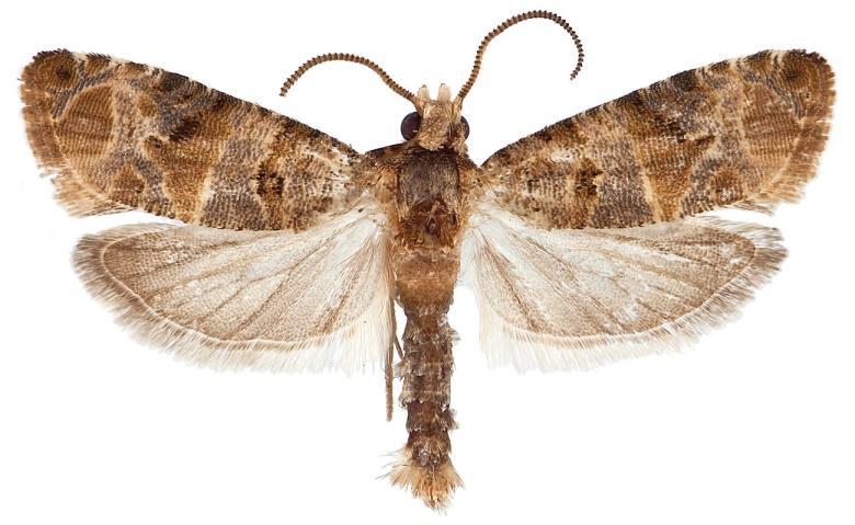 Lobesia botrana (Lepidoptera: Tortricidae) κν.