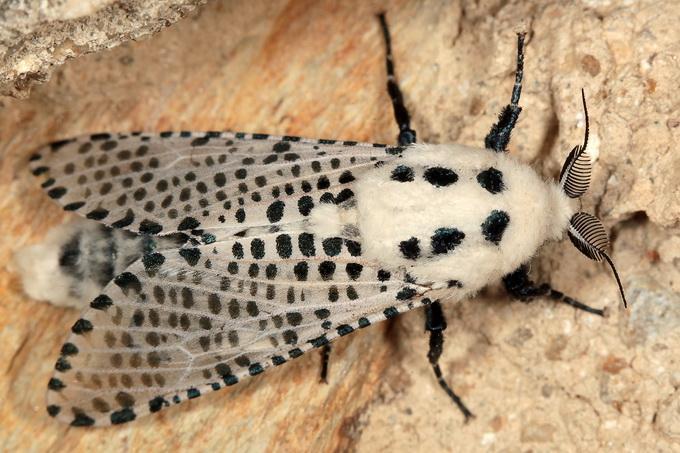 Zeuzera pyrina (Lepidoptera: Cossidae) κν.