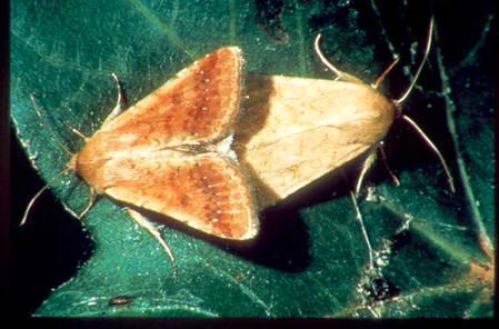 Helicovrpa armigera (Lepidoptera: Noctuidae) κν.