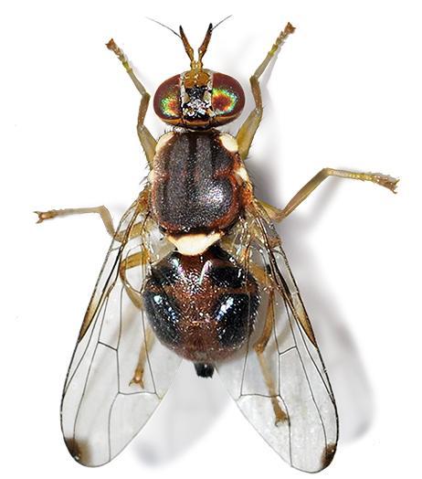 Είναι είδος μονοφάγο. Bactrocera oleae (Diptera: Tephritidae) κν.