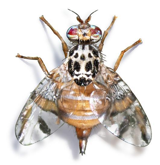 καρπό για να νυμφωθούν στο έδαφος Ceratitis capitata (Diptera: Tephritidae) κν. Μύγα της Μεσογείου Είναι πολυφάγο με περισσότερα από 250 είδη φυτών-ξενιστών.
