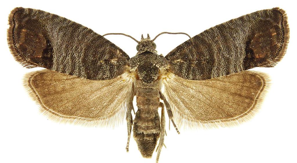 Cydia pomonella (Lepidoptera: