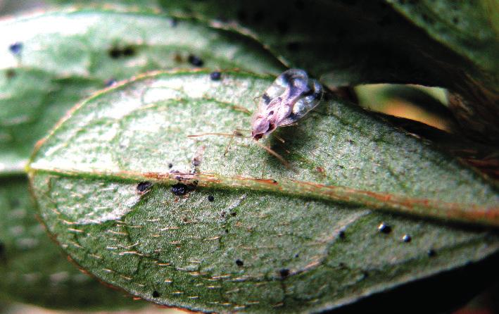 Presenza di Stephanitis pyrioides e Stephanitis takeyai Figura 1 e sue deiezioni (puntini scuri) su azalea (foto P.