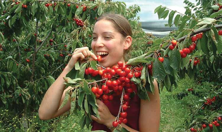 l Pass over the historic Convict built Richmond bridge, spanning the Coal river l See fertile agricultural farms l Pick and purchase your own fruit at Sorell Fruit Farm l Purchase your own lunch made