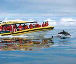 Bruny Island Wilderness Coast Bruny Island Coastal Wilderness Cruise, Seals & Wildlife Bruny Island Operates: DAILY Departs: 7.