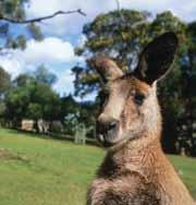 Overlooking the Brighton Valley, the sanctuary offers close-up experiences of Australian native animals.