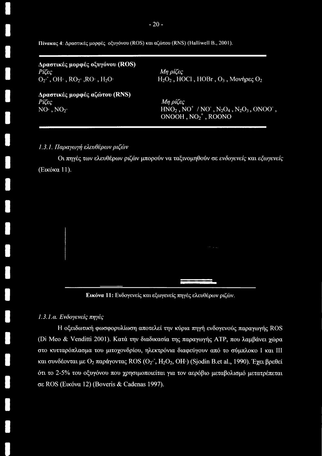 Ν02+, ROONO 1.3.1. Παραγωγή ελευθέρων ριζών (Εικόκα 11). Οι πηγές των ελευθέρων ριζών μπορούν να ταξινομηθούν σε ενδογενείς και εξωγενείς Εικόνα 11: Ενδογενείς και εξωγενείς πηγές ελευθέρων ριζών. 1.3.1.α. Ενδογενείς πηγές Η οξειδωτική φωσφορυλίωση αποτελεί την κύρια πηγή ενδογενούς παραγωγής ROS (Di Meo & Venditti 2001).