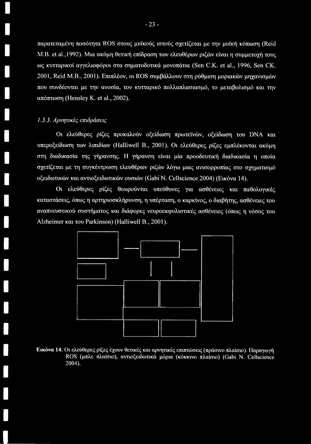 Επιπλέον, οι ROS συμβάλλουν στη ρύθμιση μοριακών μηχανισμών που συνδέονται με την ανοσία, τον κυτταρικό πολλαπλασιασμό, το μεταβολισμό και την απόπτωση (Hensley Κ. et al., 2002). 1.3.