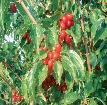16plantbreeding.webnode.