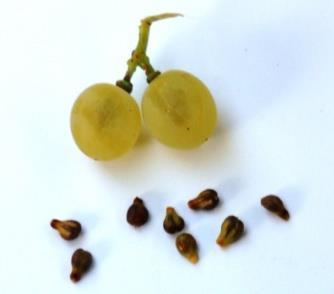 M. 1979. Breeding field crops. AVI Publishimg Company, INC, Westport, Connecticut Vaviliov, N. J. 1987. The theoretical background of Genetics.