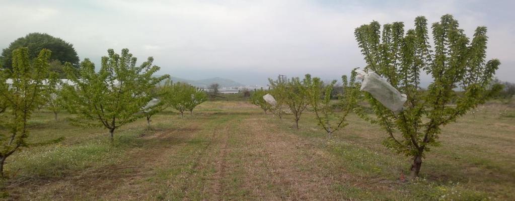 Τα εναπομείναντα (μη απορριφθέντα) 30 υβρίδια (από έναν συνολικό αριθμό άνω των 150), εμβολιάστηκαν με ενοφθαλμισμό το Σεπτέμβριο του 2005 στο φυτώριο, πάνω σε σπορόφυτα αγριοκερασιάς (Prunus avium L.