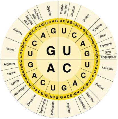 ΑΡΧΗ 7ης ΣΕΛΙΔΑΣ Δίνονται ο γενετικός κώδικας και η δομή των αμινοξέων