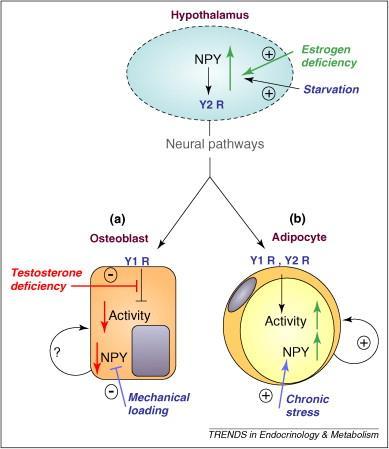 Οιστρογόνα και NPY Τα οιστρογόνα ελαττώνουν την όρεξη διότι ελαττώνουν το ισχυρό ορεξιογόνο νευροπεπτίδιο NPΥ.
