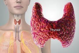 Θυρεοειδικές ορμόνες Ο θυρεοειδής αδένας παράγει ορμόνες που ρυθμίζουν το μεταβολισμό όλων των ιστών: τη