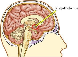 Υποθάλαμος Ο υποθάλαμος είναι το τμήμα του εγκεφάλου στο οποίο συναντώνται τα ερεθίσματα που προέρχονται από