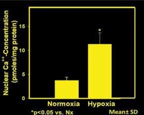 Biochemical basis of hypoxic-ischemic encephalopathy in the newborn Figure 2. Nuclear Ca++ concentration. in the developing brain and NMDA receptor-mediated excitotoxic cell death.