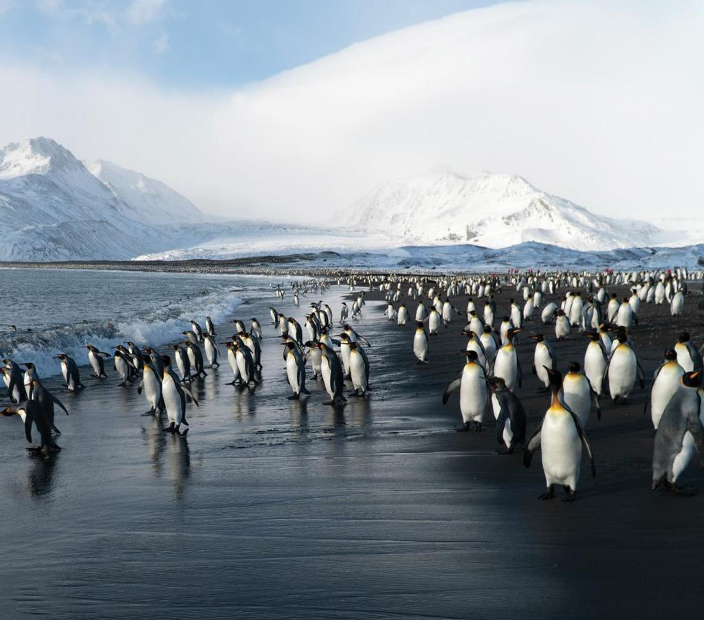ANTARCTICA (CONTINUED) 09 Jan 10 USHUAIA > Transit the Drake Passage (2 Days) > South Shetland Islands > Antarctic Peninsula (3 Days) > South Shetland Islands > Transit the Drake Passage 19 Jan 10