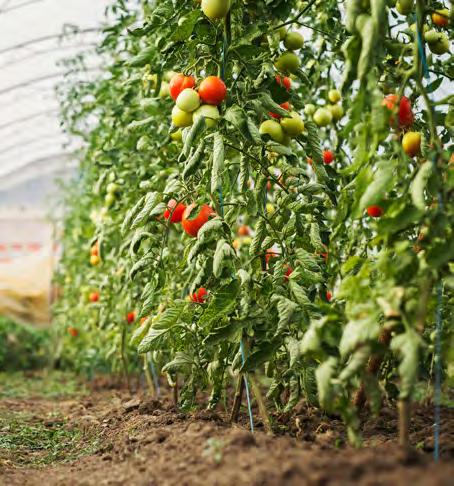 Έτσι, είναι αναγκαία η συστηματική εκμετάλλευση της γης η οποία θα στηρίζεται πια σε επιστημονικές ανακαλύψεις και γνώση και όχι μόνο στην πείρα και την παράδοση.