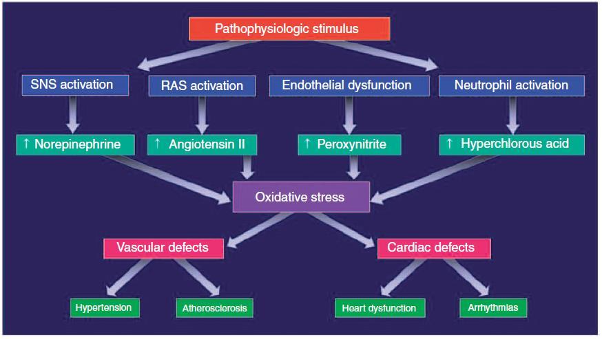 Οξειδωτικό στρες και καρδιαγγειακές παθήσεις (1) MC Houston, The role of cellular micronutrient analysis, nutraceuticals,