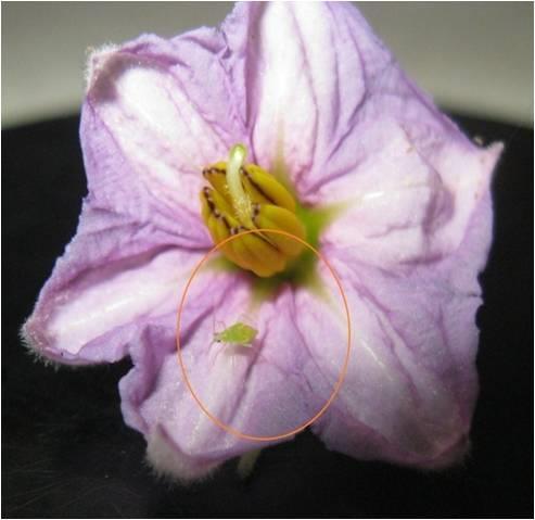 pygmaeus σε