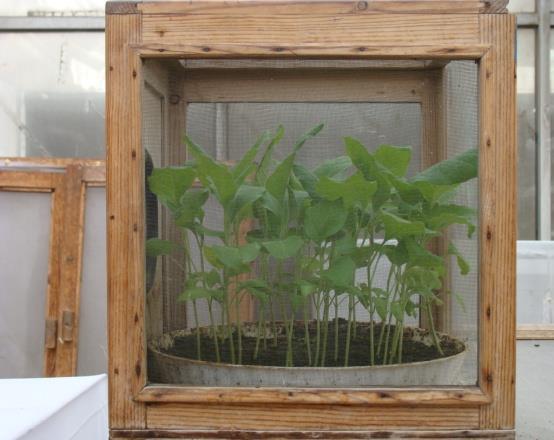 62 1.3.2. Διαχείριση Φυτικού υλικού Εκτροφές Για τη διεξαγωγή των πειραμάτων προηγήθηκε η προετοιμασία του φυτικού υλικού και η δημιουργία και συντήρηση εκτροφών των δύο αρπακτικών εντόμων, M.