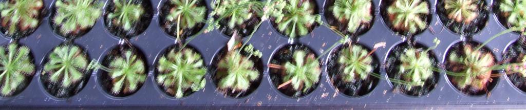 See Tray Size & Comment February 2019 GREENHOUSE