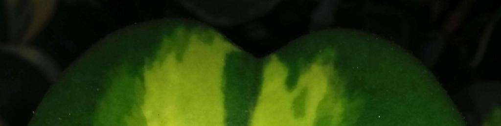 00, 3-fresh leaf w/ common stem $4.