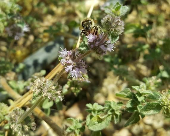 Μελισσοκομικά Φυτά στην Περιοχή του ΤΕΙ Κρήτης χρώματος και φύονται σε πυκνά σπονδυλώματα.