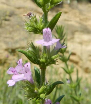 Μελισσοκομικά Φυτά στην Περιοχή του ΤΕΙ Κρήτης άνθισης του φυτού είναι το καλοκαίρι, συγκεκριμένα το διάστημα Ιουνίου-Ιουλίου