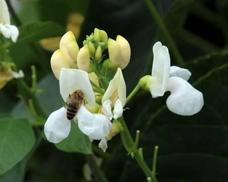 Μελισσοκομικά Φυτά στην Περιοχή του ΤΕΙ Κρήτης ύψος. Το χρώμα των ανθέων του ποικίλει, αφού μπορεί να είναι λευκά, ροζ ή πορφυρά.