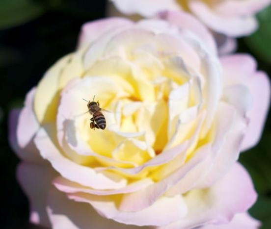 Μελισσοκομικά Φυτά στην Περιοχή του ΤΕΙ Κρήτης Τριαντάφυλλο (Rosa sp.) Η τριανταφυλλιά (Εικ.