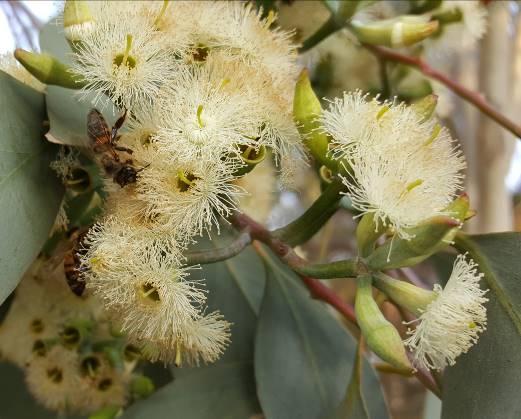 Μελισσοκομικά Φυτά στην Περιοχή του ΤΕΙ Κρήτης Ευκάλυπτος (Eucalyptus camaldulensis, Eucalyptus globulus) Ο