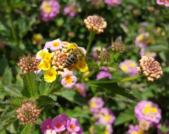 Μελισσοκομικά Φυτά στην Περιοχή του ΤΕΙ Κρήτης Λαντάνα (Lantana camara) Αειθαλής θάμνος, όρθιας ανάπτυξης,